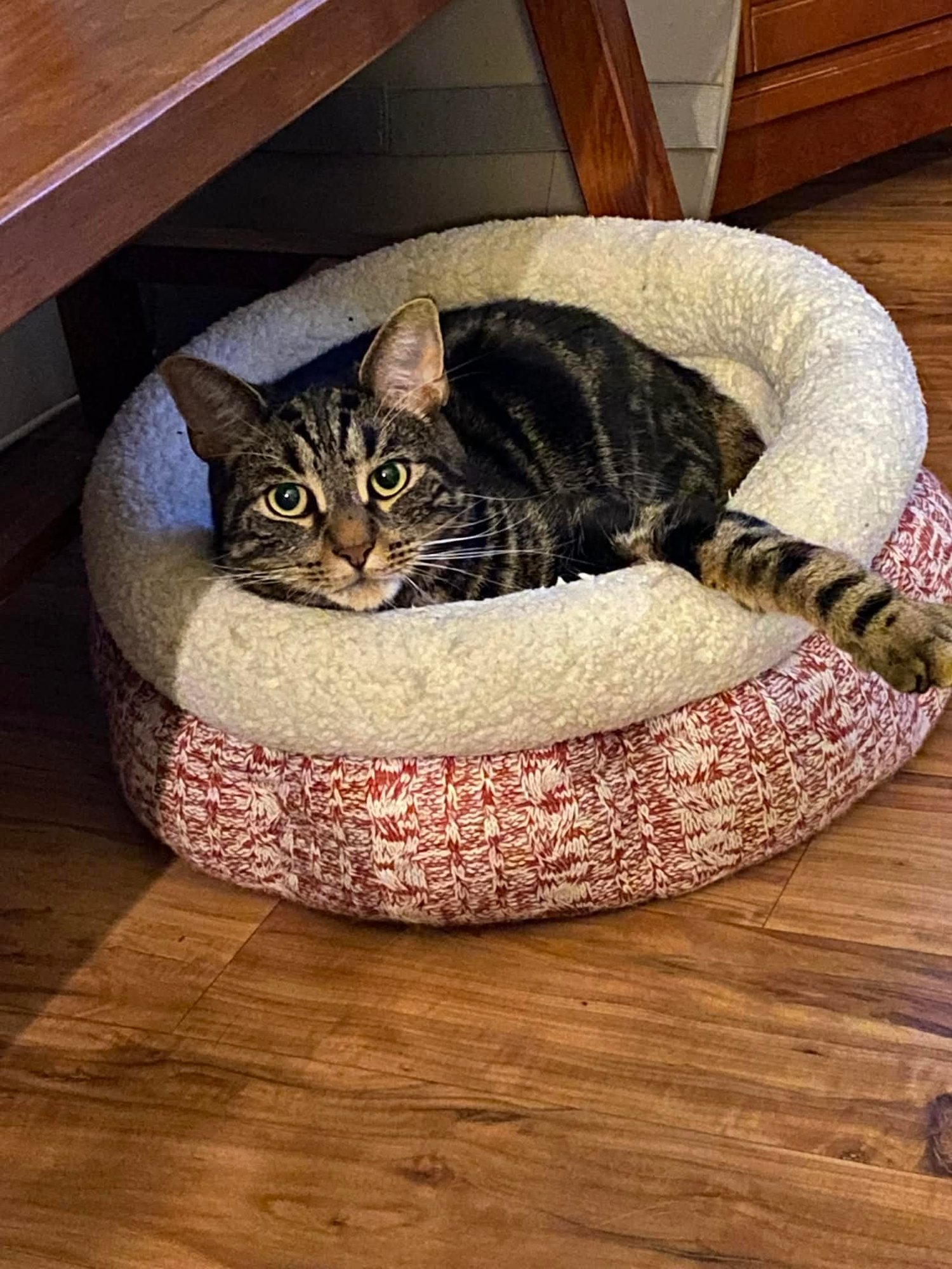 JOEY-COURTESY POST - Domestic Short Hair available for adoption