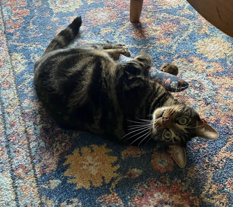 JOEY-COURTESY POST - Domestic Short Hair available for adoption