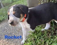 Rocket - Photo 2