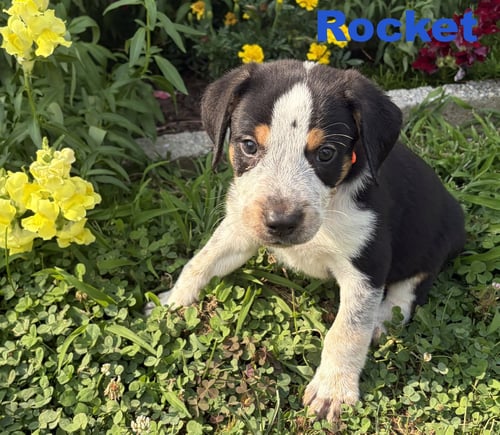 ROCKET - Australian Shepherd / Coonhound for adoption in Allentown