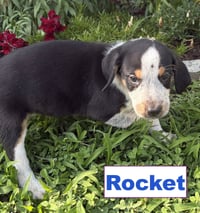 Rocket - Photo 3