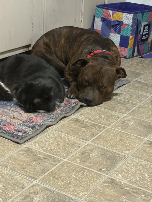 HANK AKA TANK - American Pit Bull Terrier / Bulldog available for adoption