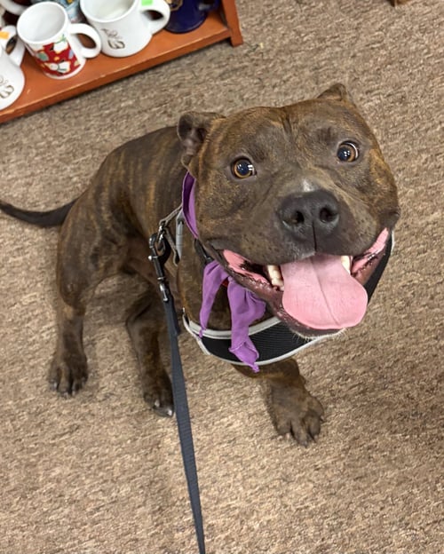 HANK AKA TANK - American Pit Bull Terrier / Bulldog available for adoption