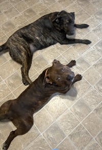 Hank aka Tank - Photo 3