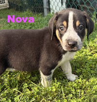 Nova - Photo 4