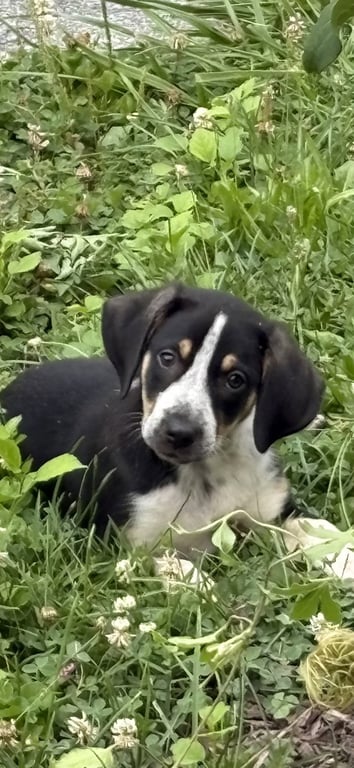 Nova Image