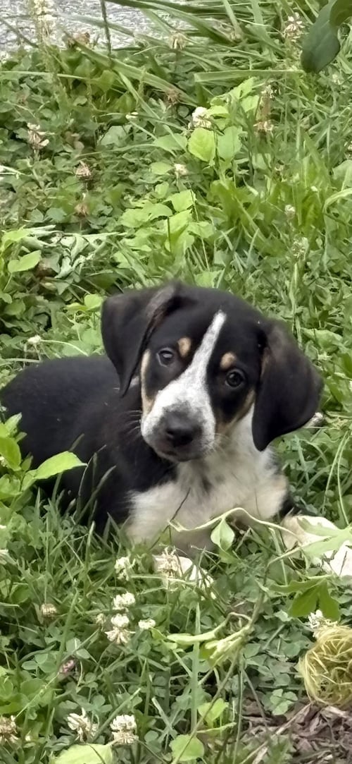 NOVA - Australian Shepherd / Coonhound for adoption in Allentown