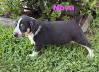 Nova - Photo 5