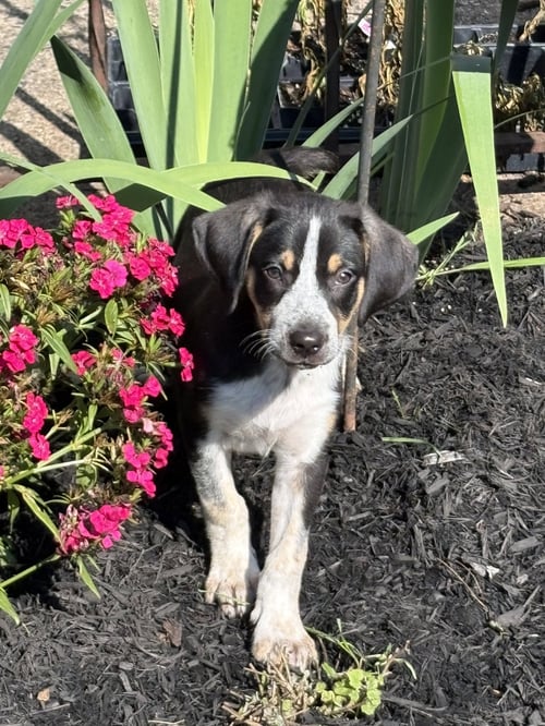 NOVA - Australian Shepherd / Coonhound available for adoption