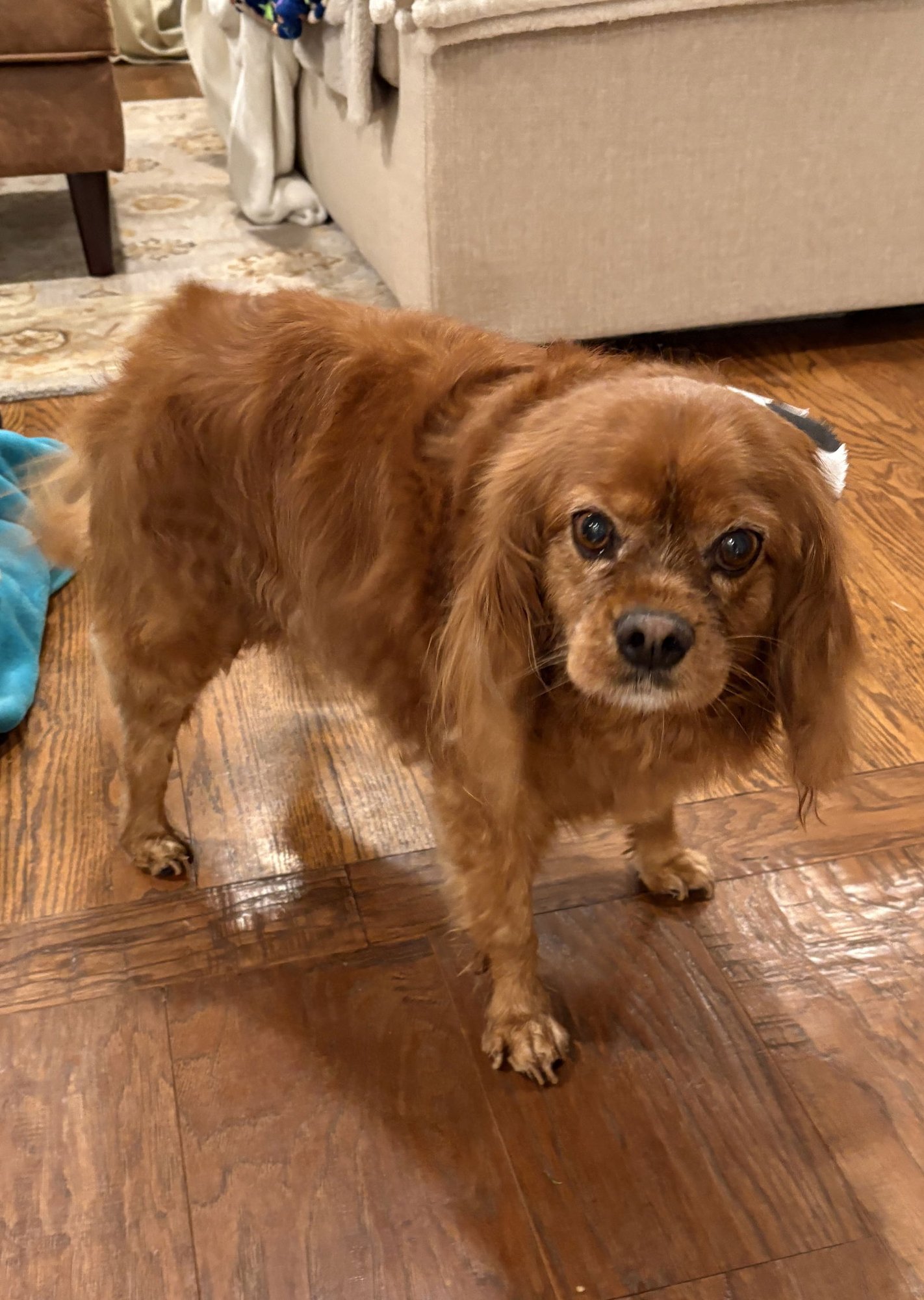 KOOPER - Cavalier King Charles Spaniel available for adoption