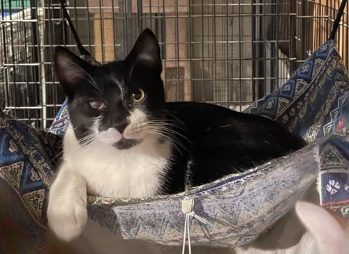 MINION - Domestic Short Hair available for adoption