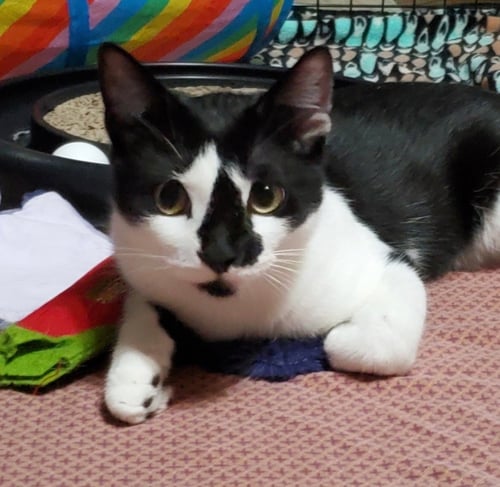 PUFFIN - Domestic Short Hair for adoption in Reading