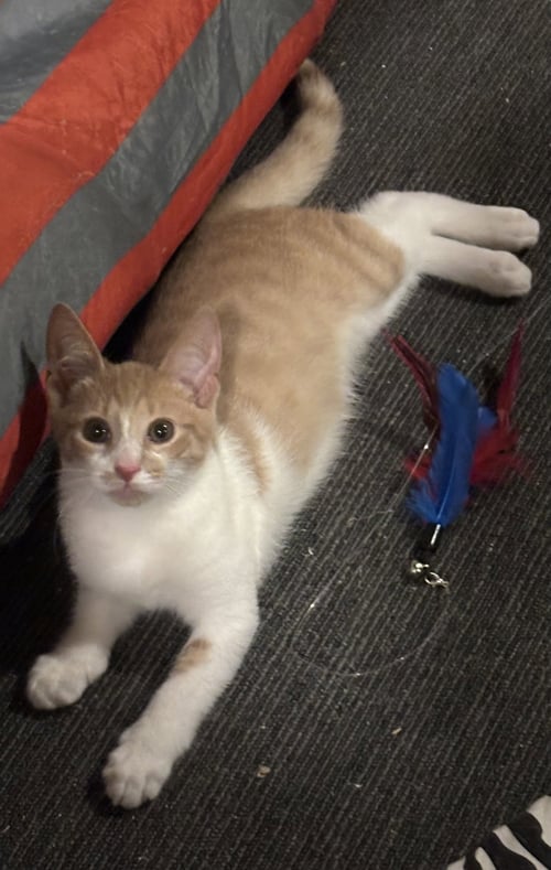 MAC - Domestic Short Hair for adoption in Reading