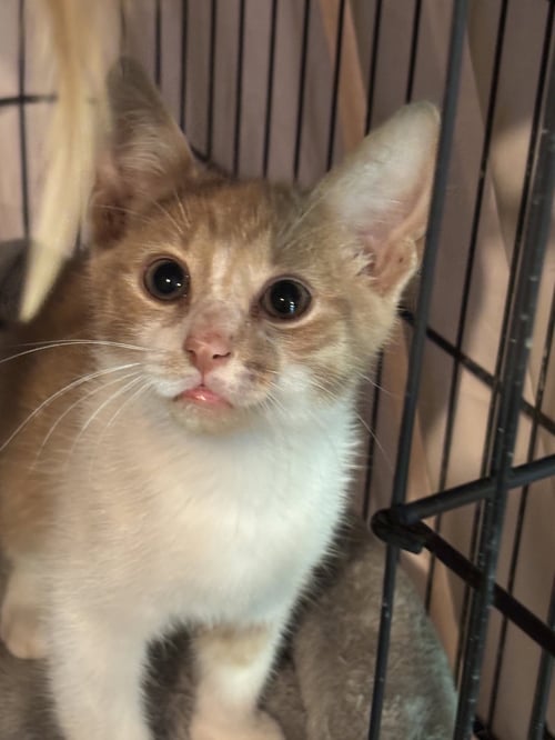 MAC - Domestic Short Hair available for adoption