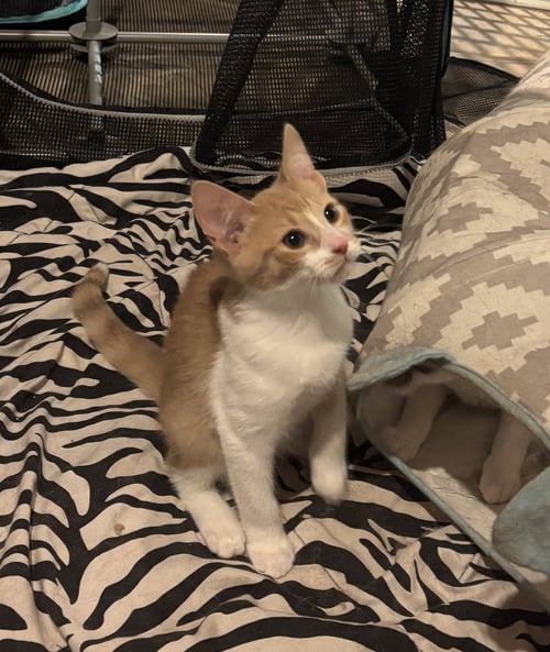 MAC - Domestic Short Hair available for adoption