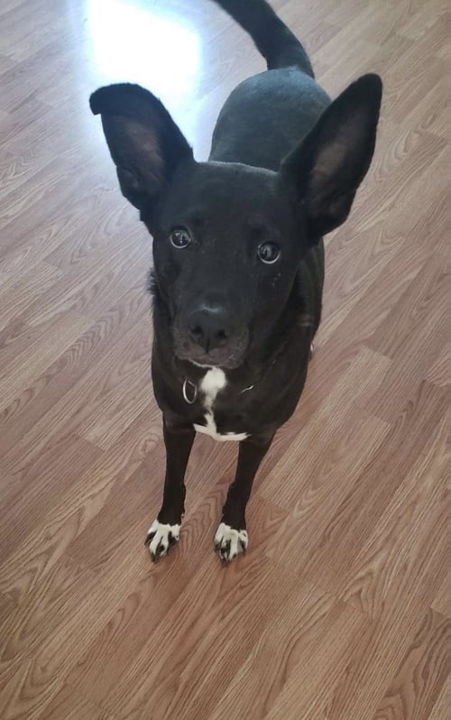LACEY - Labrador Retriever / German Shepherd Dog available for adoption