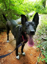 Lacey - Photo 1