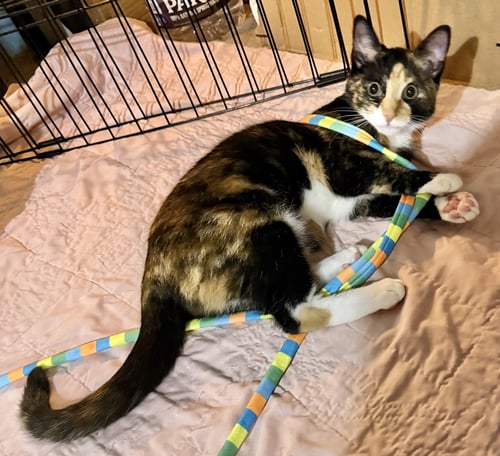HORCHATA - Calico / Domestic Short Hair available for adoption