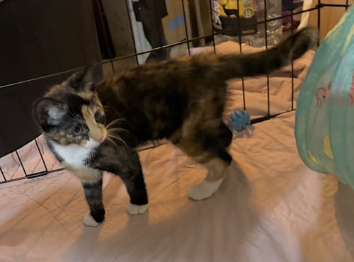 HORCHATA - Calico / Domestic Short Hair available for adoption