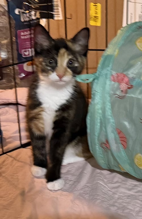 HORCHATA - Calico / Domestic Short Hair for adoption in Reading