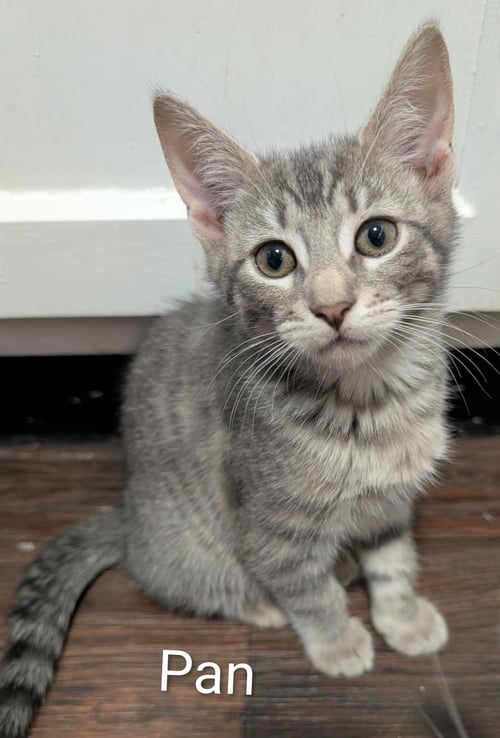 PAN - Tabby / Domestic Short Hair available for adoption
