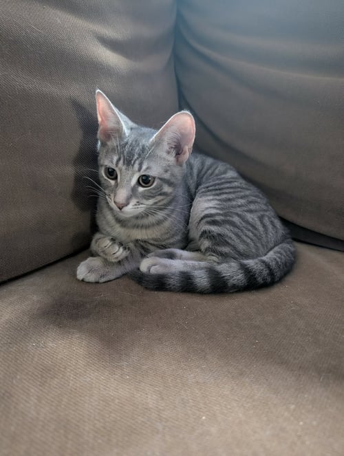 PAN - Tabby / Domestic Short Hair available for adoption