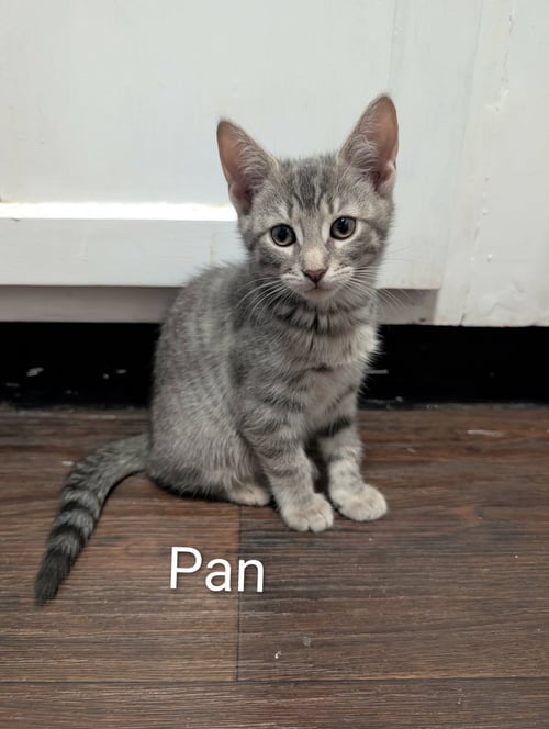 PAN - Tabby / Domestic Short Hair available for adoption