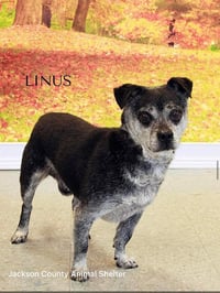 Linus - Photo 1