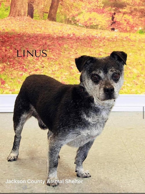 LINUS - Terrier / Dachshund available for adoption