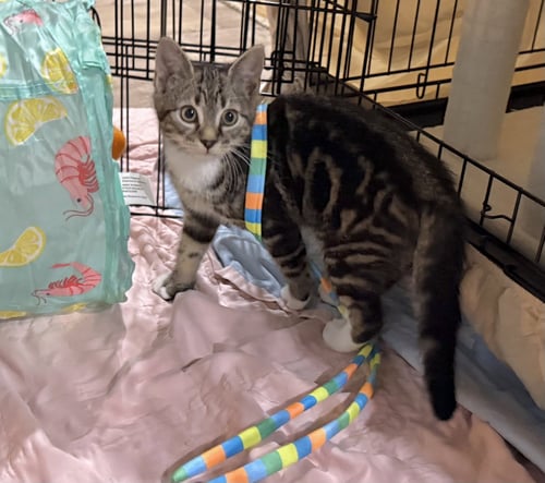 BIRRIA - Tabby / Domestic Short Hair for adoption in Reading