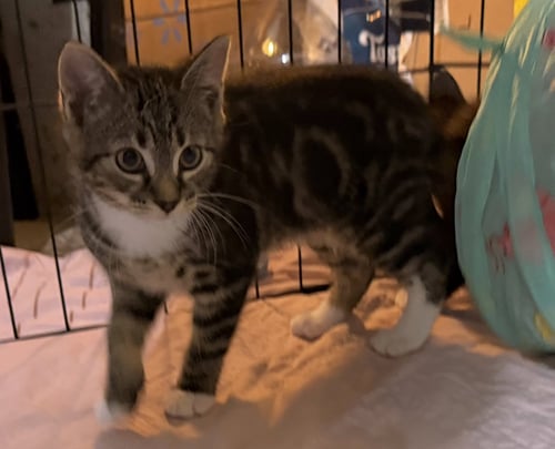 BIRRIA - Tabby / Domestic Short Hair available for adoption