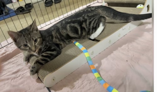 BIRRIA - Tabby / Domestic Short Hair available for adoption