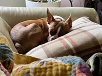 Tilly - Photo 2