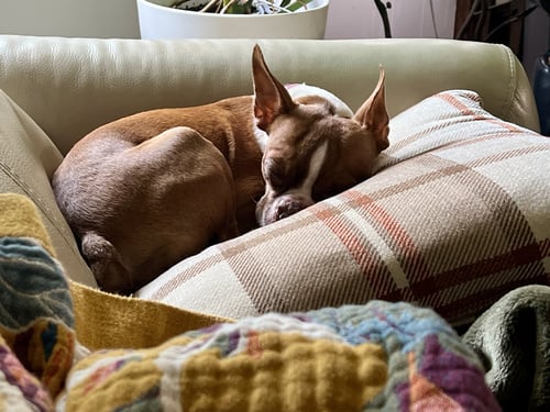 TILLY - Boston Terrier available for adoption