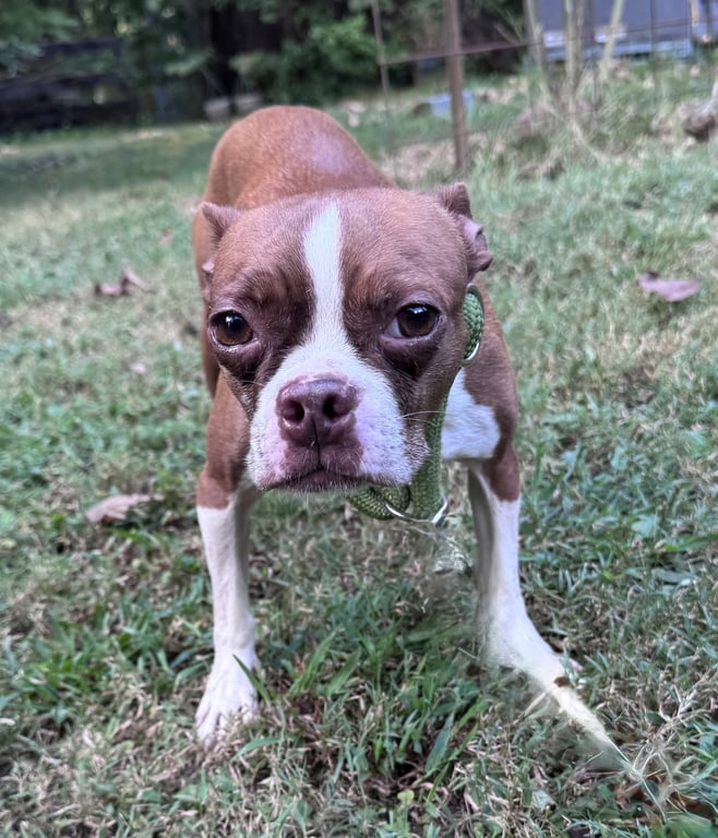 Tilly Image