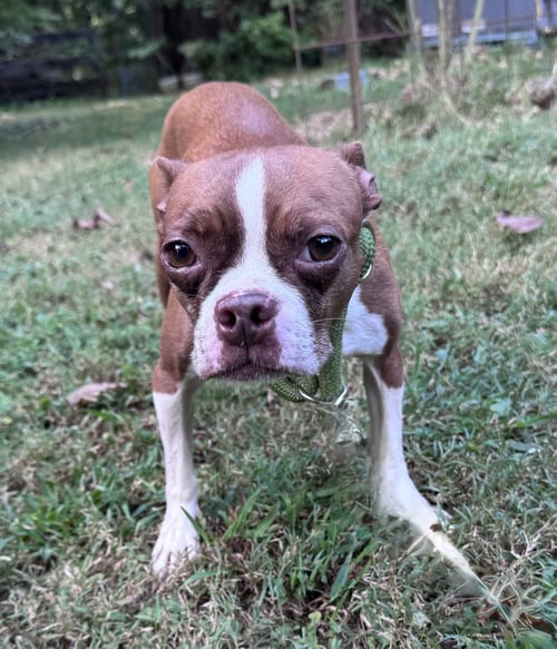 TILLY - Boston Terrier available for adoption