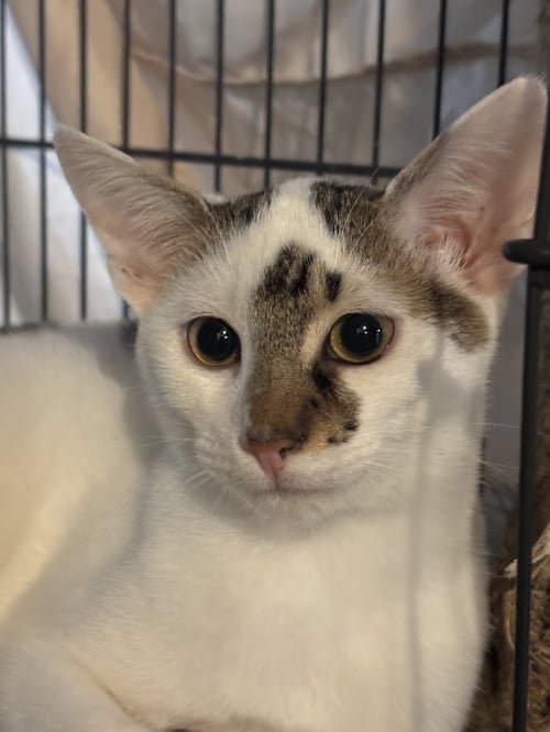 BUGSY - Domestic Short Hair for adoption in Reading