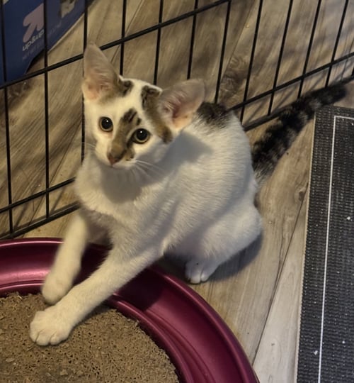 BUGSY - Domestic Short Hair available for adoption