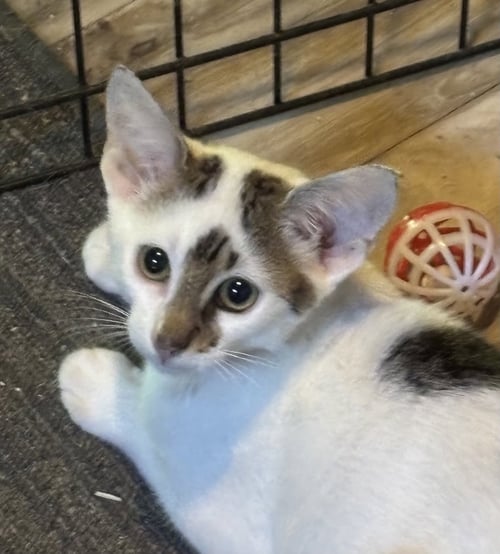 BUGSY - Domestic Short Hair available for adoption