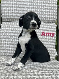 Amy - Photo 1