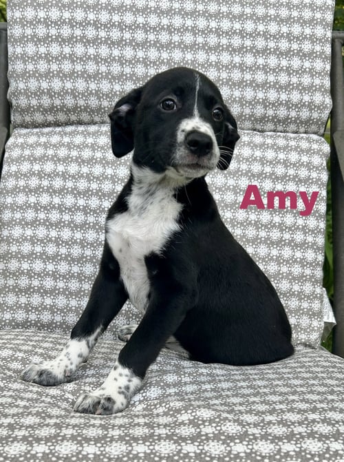 AMY - Border Collie / Hound for adoption in Allentown