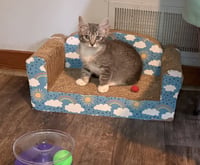 Taco-Adopted! - Photo 3