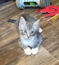 Taco-Adopted! - Photo 2