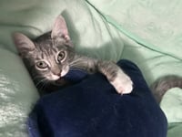 Taco-Adopted! - Photo 1