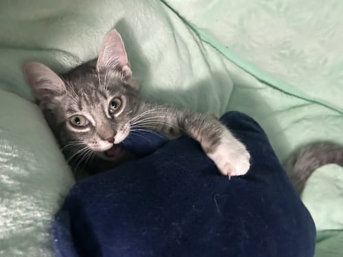 TACO-ADOPTED! - Tabby / Domestic Short Hair for adoption in Reading