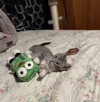 Taco-Adopted! - Photo 4