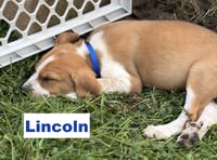 Lincoln - Photo 2
