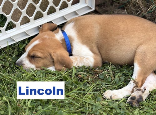 LINCOLN - Australian Shepherd / Coonhound available for adoption