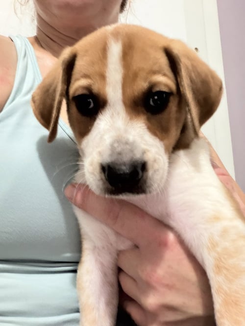 LINCOLN - Australian Shepherd / Coonhound for adoption in Allentown