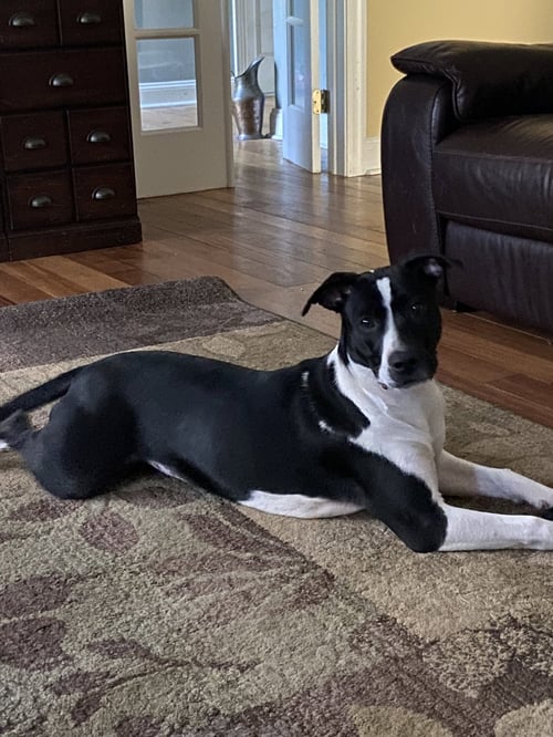 JULIE - Hound / American Staffordshire Terrier available for adoption